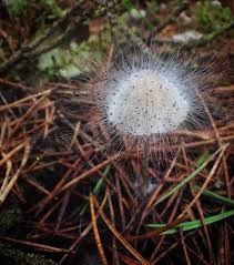 Attēlu rezultāti vaicājumam “Spinellus fusiger”