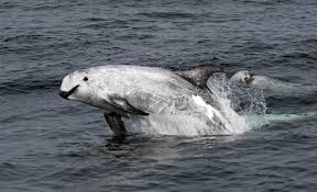 Image result for Grampus griseus