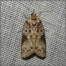 Attēlu rezultāti vaicājumam “Nycteola sp.”