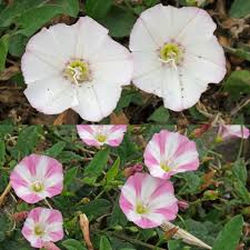 Attēlu rezultāti vaicājumam “Convolvulus arvensis flower”