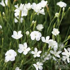 Attēlu rezultāti vaicājumam “Dianthus deltoides flower”