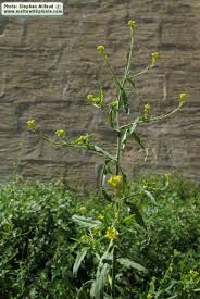 Attēlu rezultāti vaicājumam “Sisymbrium volgense”