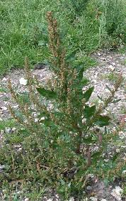 Attēlu rezultāti vaicājumam “Chenopodium rubrum”