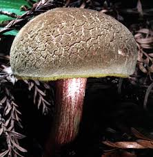 Attēlu rezultāti vaicājumam “Xerocomus chrysenteron”