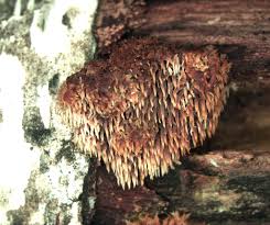 Attēlu rezultāti vaicājumam “Gloiodon strigosus”