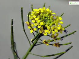 Attēlu rezultāti vaicājumam “Erysimum cheiranthoides flower”