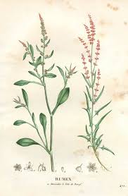 Attēlu rezultāti vaicājumam “Rumex acetosella leaf”