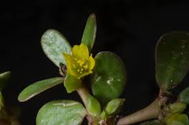 Attēlu rezultāti vaicājumam “Portulacaceae”