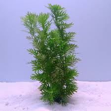 Attēlu rezultāti vaicājumam “Hottonia palustris fruit”