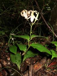 Attēlu rezultāti vaicājumam “Tritomaria exsecta macro”