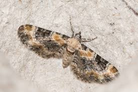 Attēlu rezultāti vaicājumam “Eupithecia linariata”