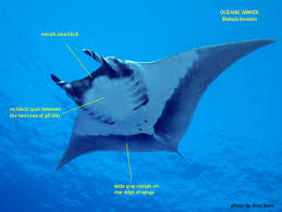 Image result for Mobula birostris