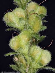 Attēlu rezultāti vaicājumam “Veronica officinalis leaf”