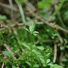 Attēlu rezultāti vaicājumam “Galium schultesii leaf”