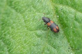 Attēlu rezultāti vaicājumam “Bitoma crenata”