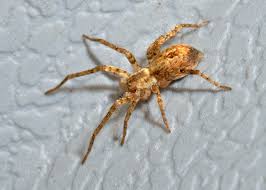 Attēlu rezultāti vaicājumam “Anyphaena accentuata”