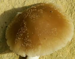 Attēlu rezultāti vaicājumam “Badhamia lilacina young”