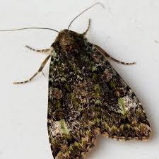 Attēlu rezultāti vaicājumam “Anaplectoides prasina”