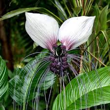 Attēlu rezultāti vaicājumam “Batrachium circinatum flower”