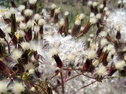 Attēlu rezultāti vaicājumam “Crepis tectorum fruit”