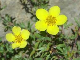 Attēlu rezultāti vaicājumam “Pentaphylloides fruticosa leaf”