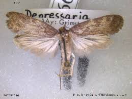 Attēlu rezultāti vaicājumam “Depressaria olerella”