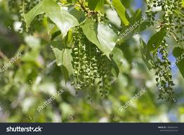 Attēlu rezultāti vaicājumam “Populus x canadensis fruit”