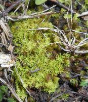 Attēlu rezultāti vaicājumam “Tortella tortuosa”