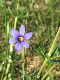 Attēlu rezultāti vaicājumam “Sisyrinchium montanum fruit”
