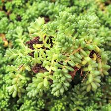Image result for Sedum album `Coral Carpet`