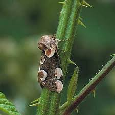 Attēlu rezultāti vaicājumam “Thyatira batis larva”