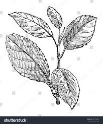 Attēlu rezultāti vaicājumam “Rhamnus cathartica leaf”