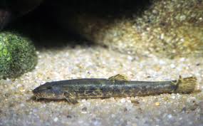 Attēlu rezultāti vaicājumam “Barbatula barbatula”