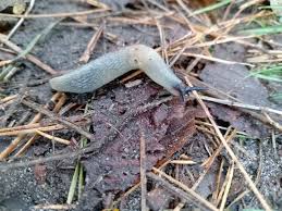 Attēlu rezultāti vaicājumam “Krynickillus melanocephalus”