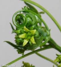 Attēlu rezultāti vaicājumam “Bryonia alba bud”