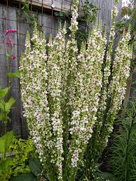 Attēlu rezultāti vaicājumam “Verbascum nigrum flower”