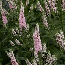 Attēlu rezultāti vaicājumam “Veronica longifolia bud”