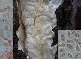 Attēlu rezultāti vaicājumam “Antrodia gossypium”