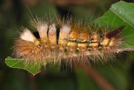 Attēlu rezultāti vaicājumam “Calliteara pudibunda”