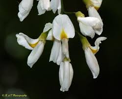 Attēlu rezultāti vaicājumam “Cladrastis kentukea”