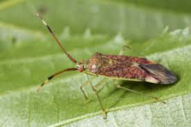 Attēlu rezultāti vaicājumam “Pantilius tunicatus”