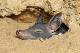 Attēlu rezultāti vaicājumam “Myotis brandtii”