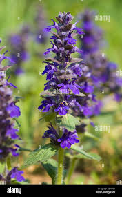 Attēlu rezultāti vaicājumam “Ajuga genevensis flower”