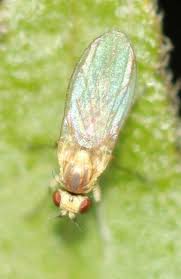 Attēlu rezultāti vaicājumam “Phytomyza ranunculi”