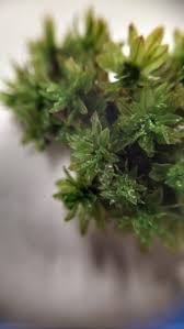 Attēlu rezultāti vaicājumam “Encalypta streptocarpa”