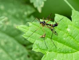 Attēlu rezultāti vaicājumam “Dictenidia bimaculata”