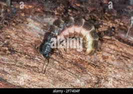 Attēlu rezultāti vaicājumam “Phosphaenus hemipterus male”
