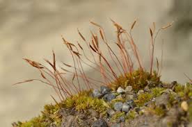 Attēlu rezultāti vaicājumam “Bryoerythrophyllum recurvirostrum sporophyte”