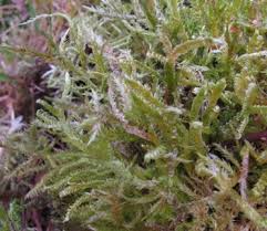 Attēlu rezultāti vaicājumam “Calliergonella lindbergii”