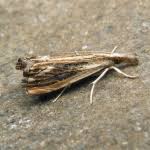 Attēlu rezultāti vaicājumam “Catoptria verellus”